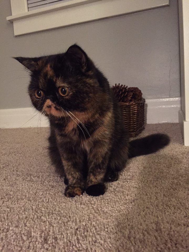 Black and brown kitten