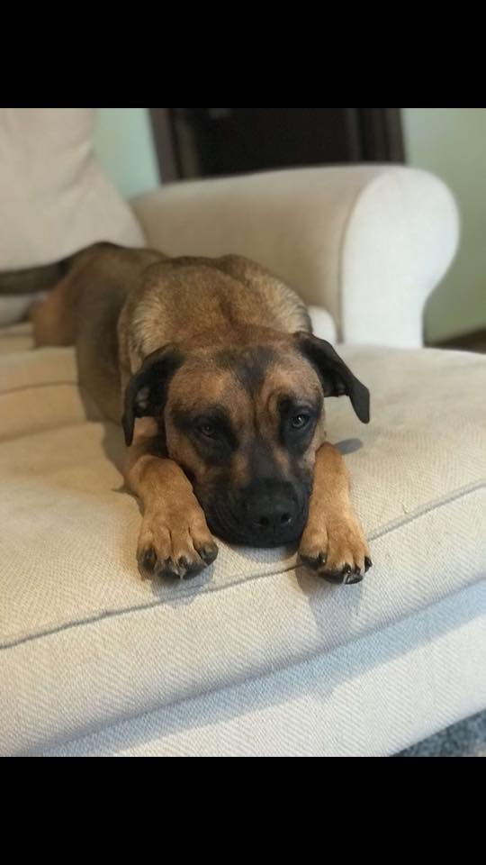 Brown dog laying on a white chair