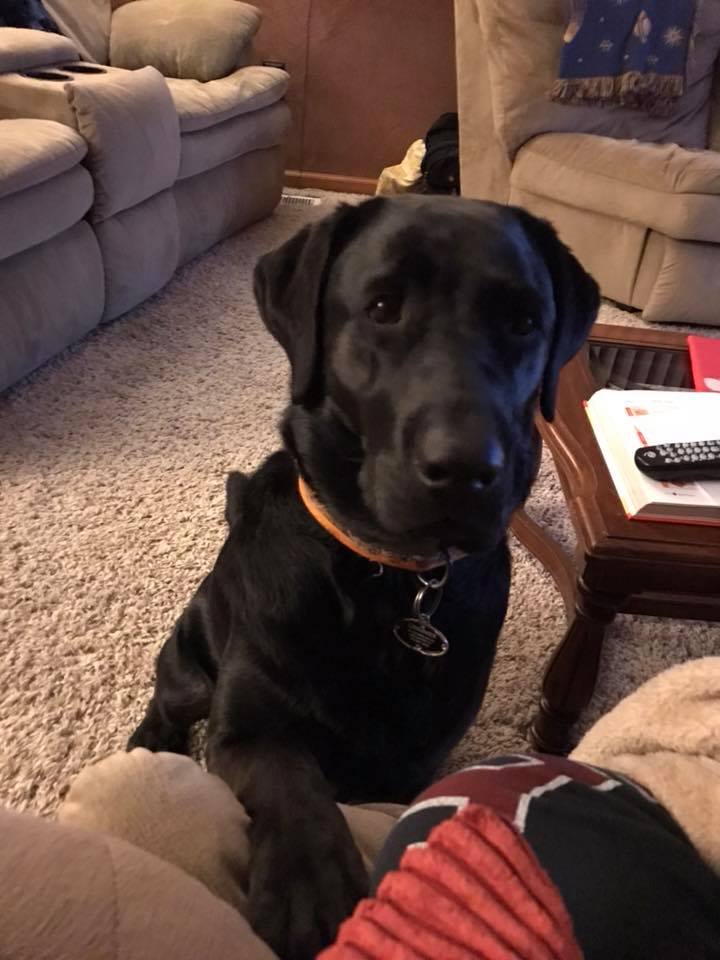 Black dog looking for pets