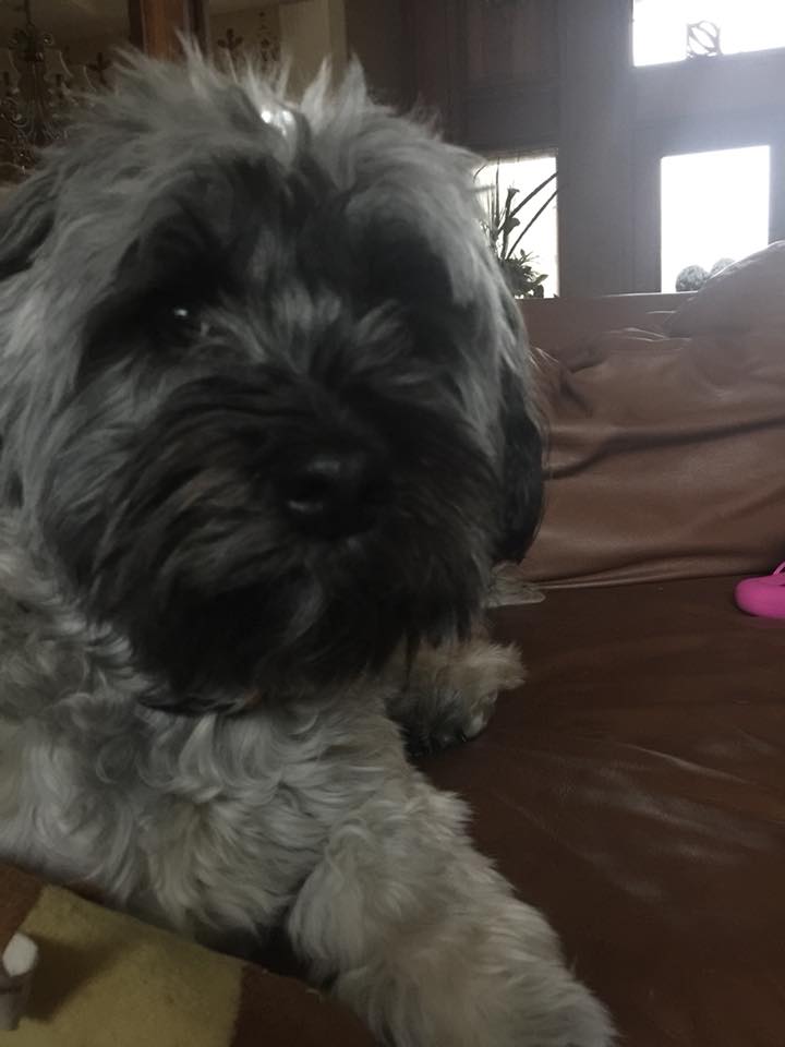 Long-haired small dog