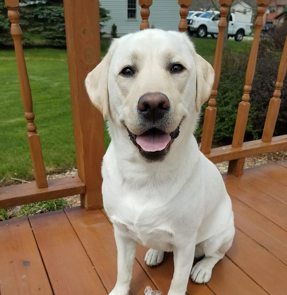 White dog sitting on porch