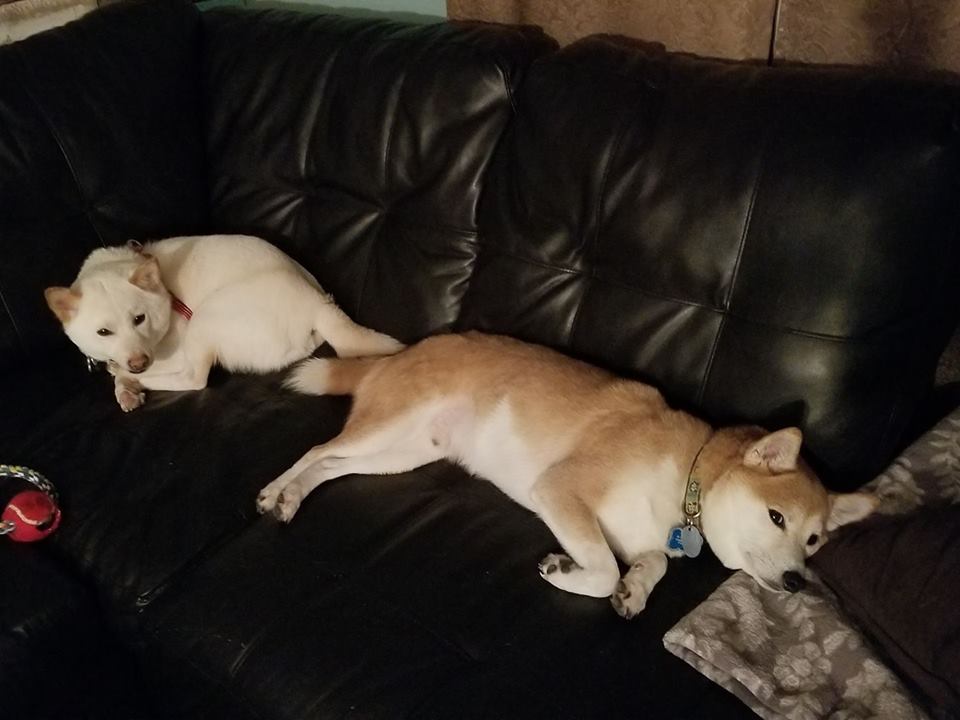 Two dogs lying on a black couch