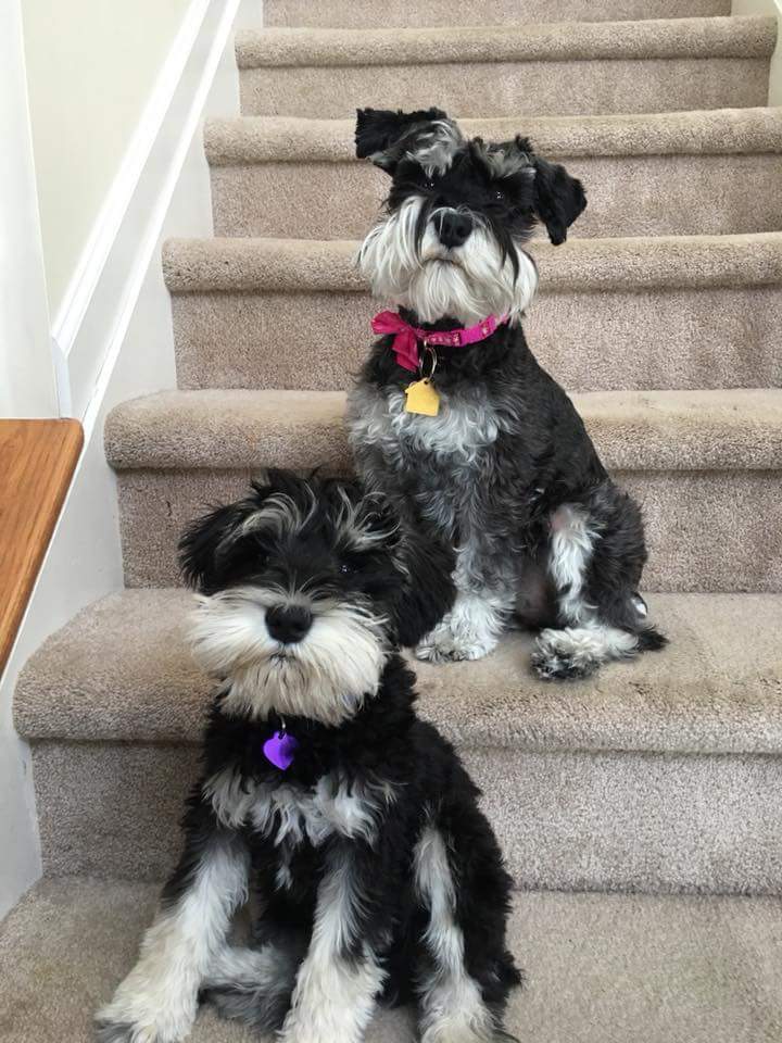 Dog laying on a gray couch