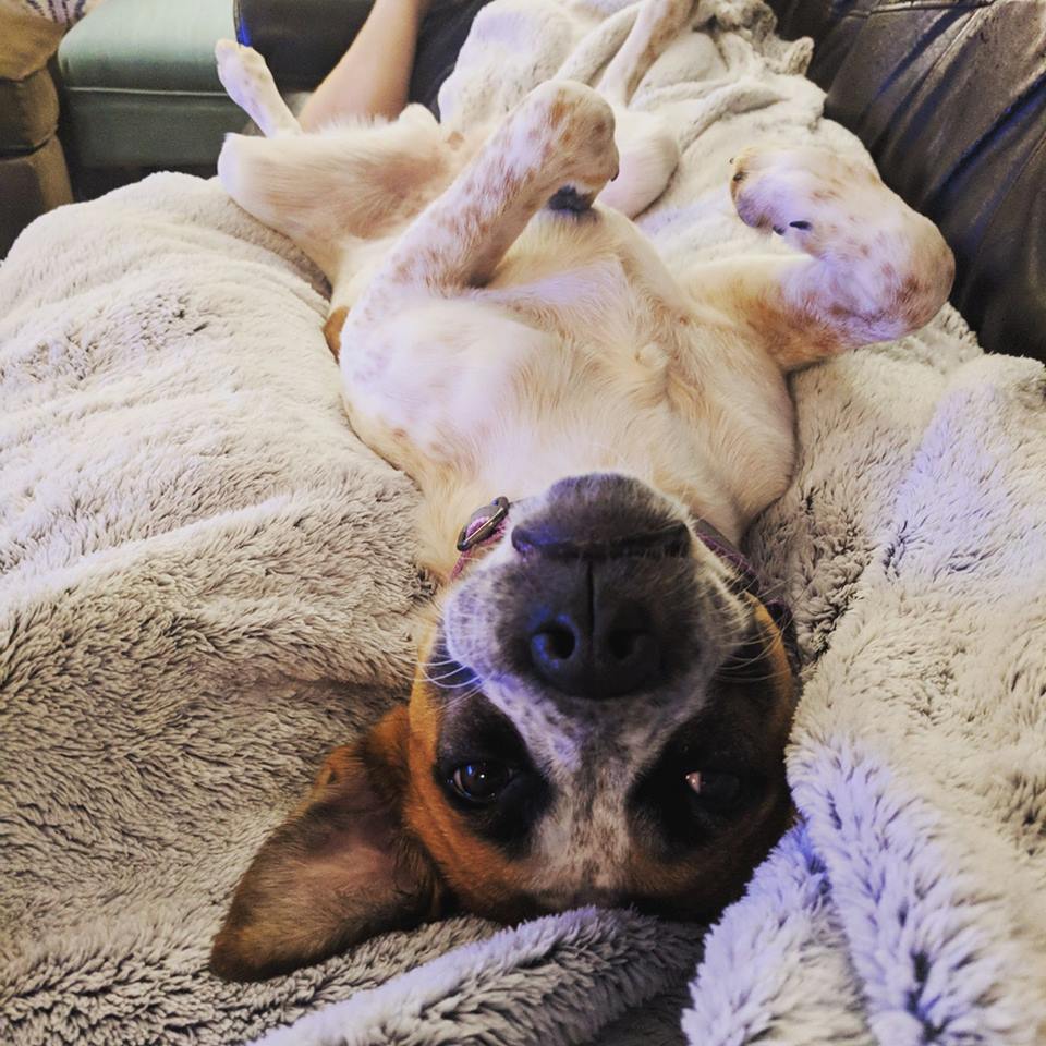 A dog lying on its back