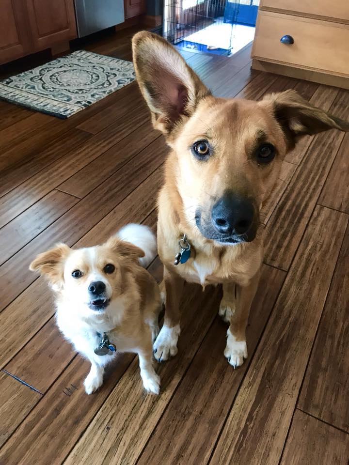 Two dogs looking at the camera
