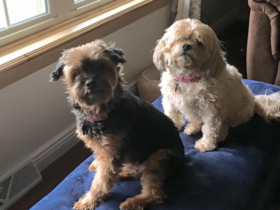 Brown dog playing in the snow