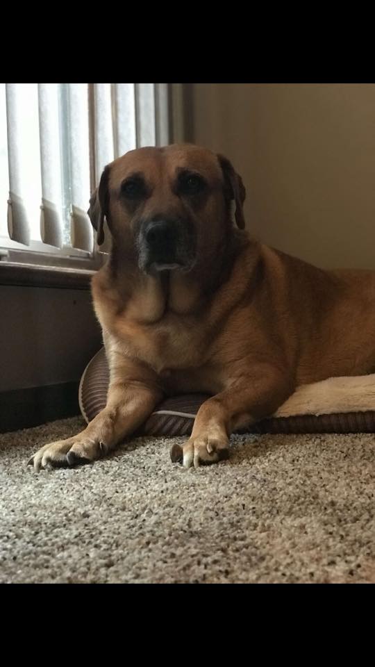 Brown dog resting in bed