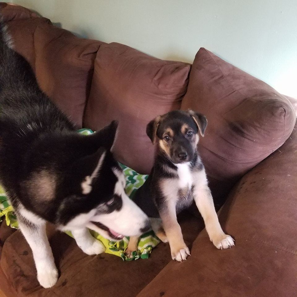 A big dog and a puppy playing