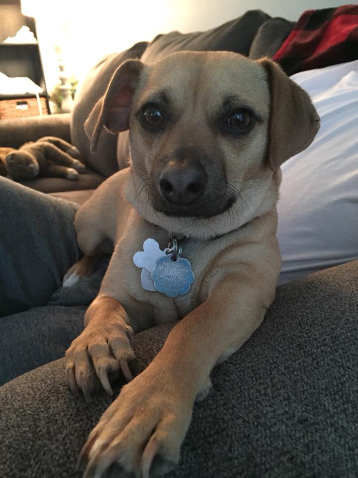 Two dogs posing for the camera