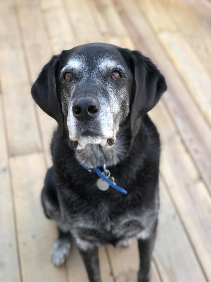 A black dog sitting down