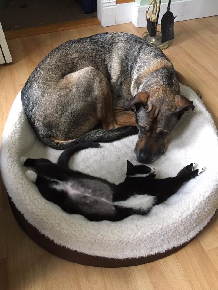 Dog and cat lying together in a pet bed