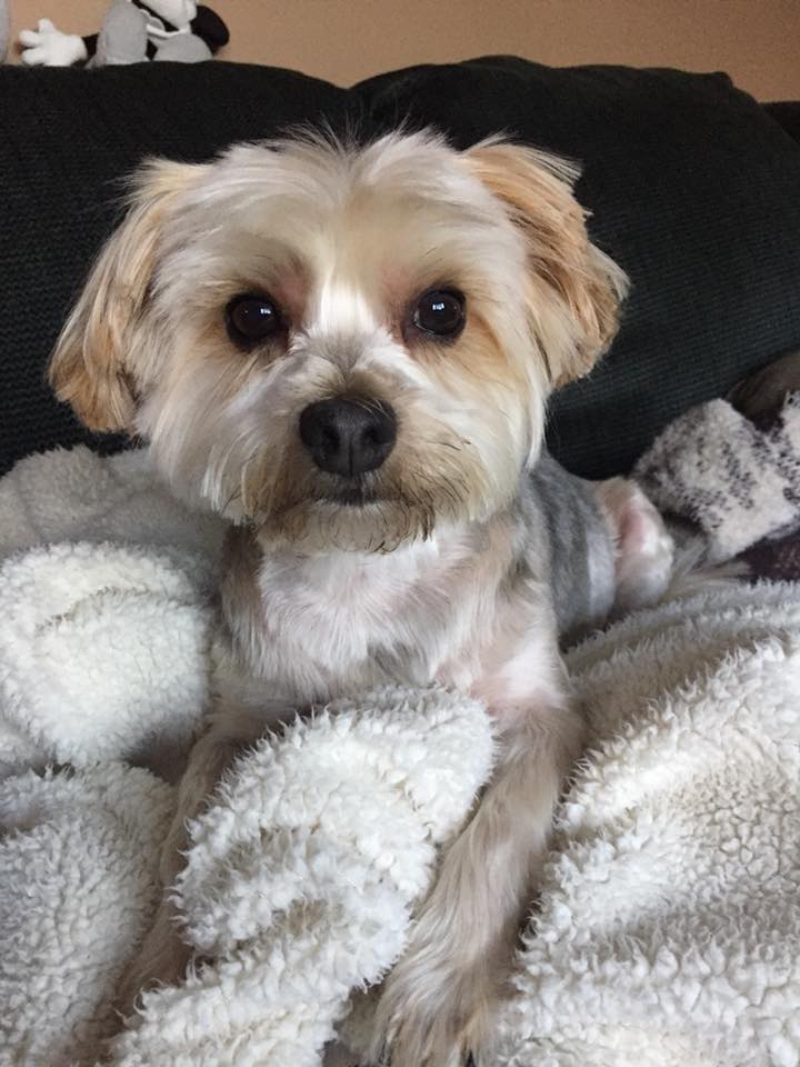 Small dog lying on blanket
