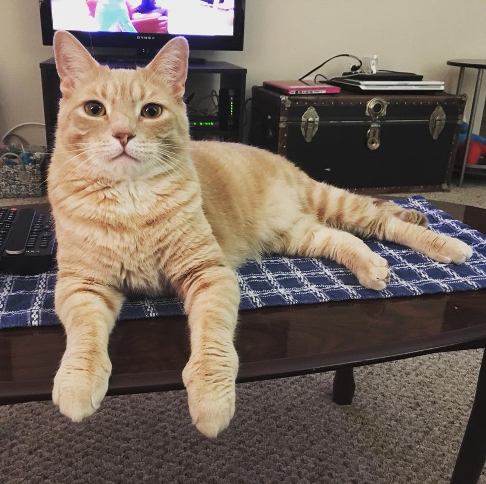 Orange cat laying on a coffee table