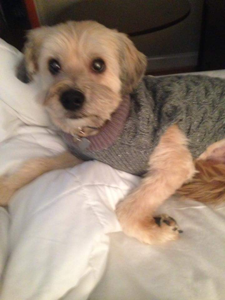 Brown dog wearing a sweater and resting in bed