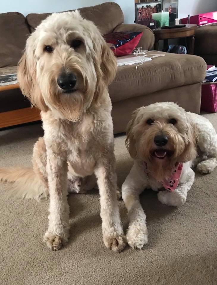 Yellow dog laying down