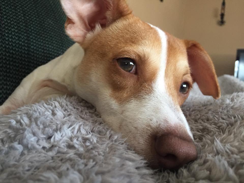 Brown and white dog resting