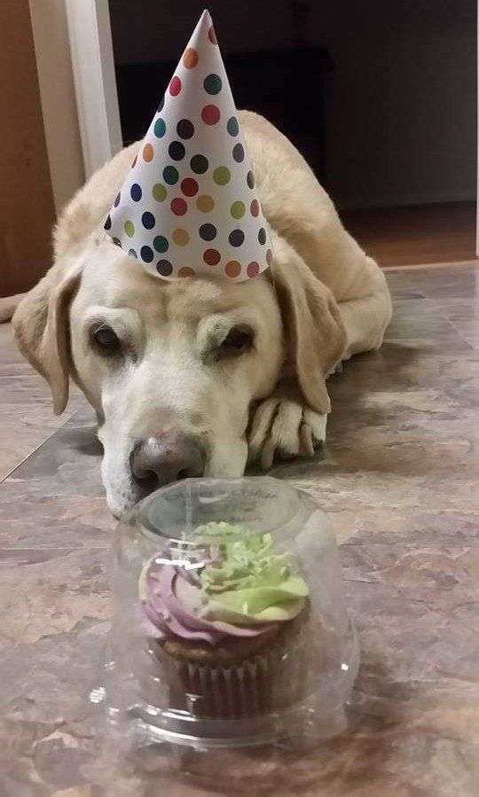 Dog with a party hat and cupcake