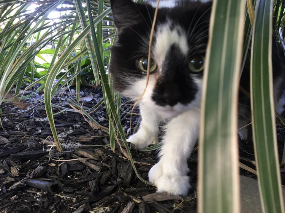 Dog playing in a yard