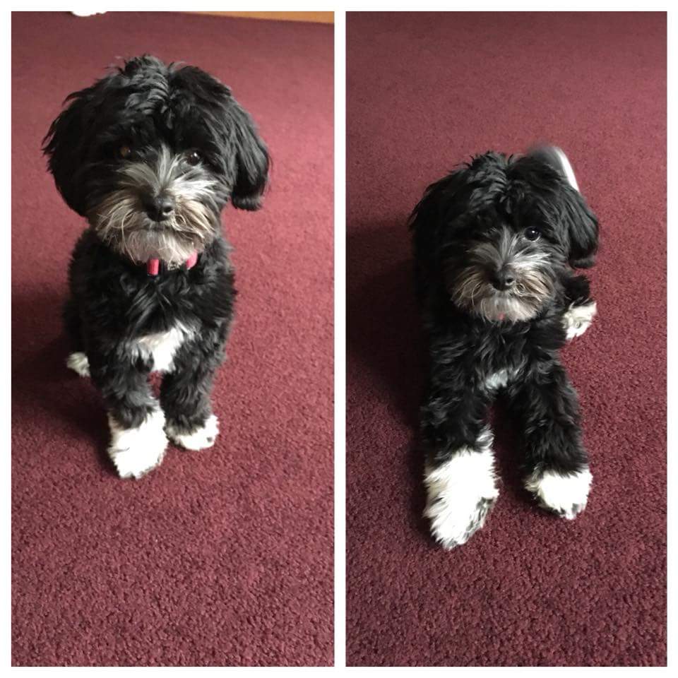 2 views of the same black and white dog