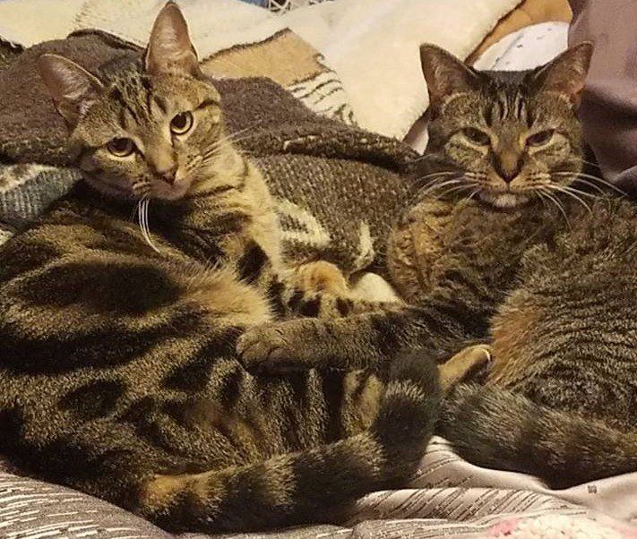 Two cats lying together