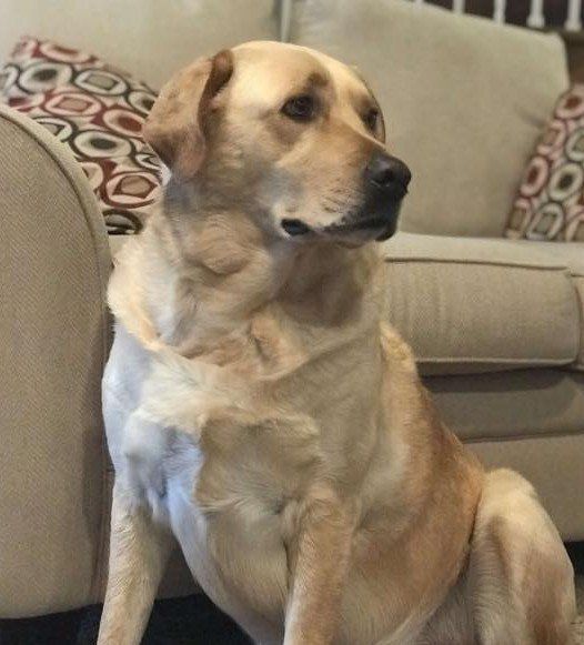 Yellow lab looking away