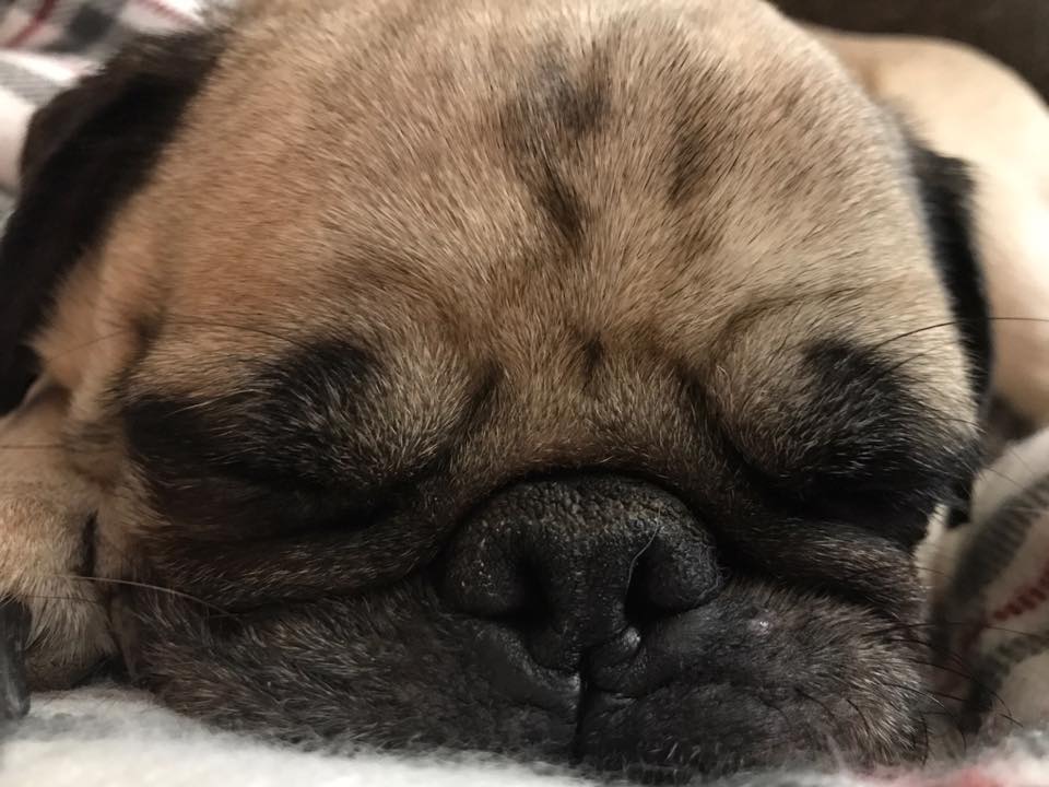 Sleeping pug