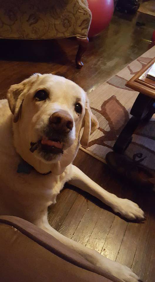 Two small dogs looking at the camera