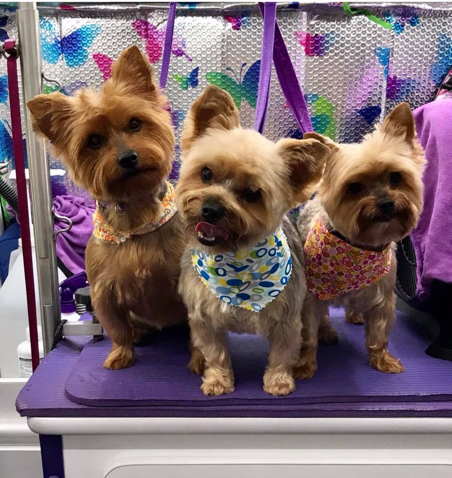 Three dogs being groomed