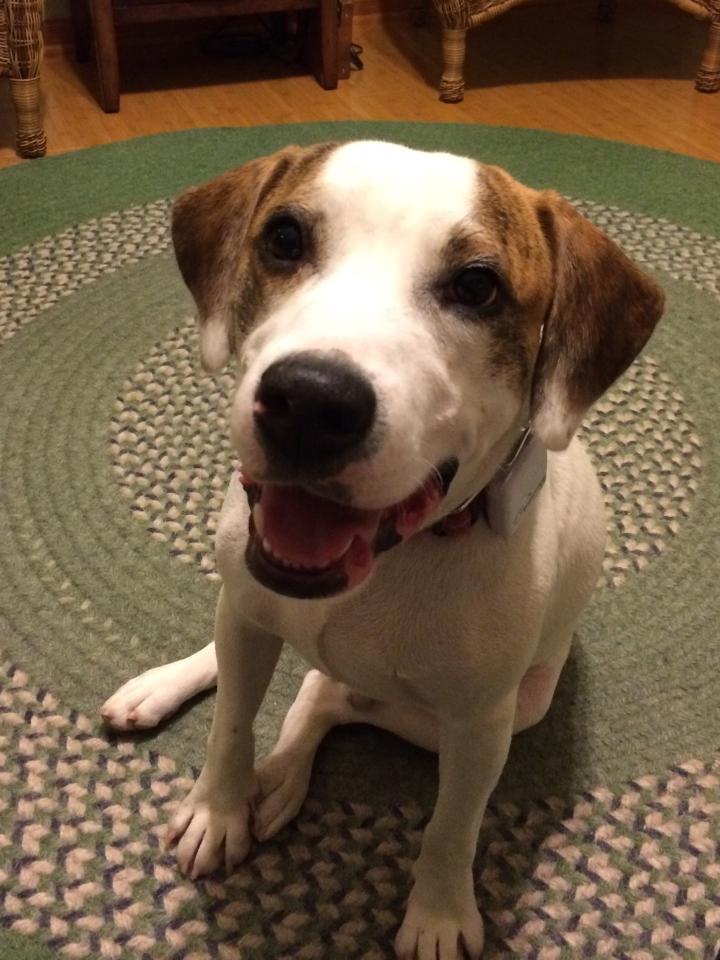 Dog posing for the camera