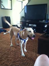 Dog with a harness indoors