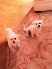 Two small dogs looking up at camera