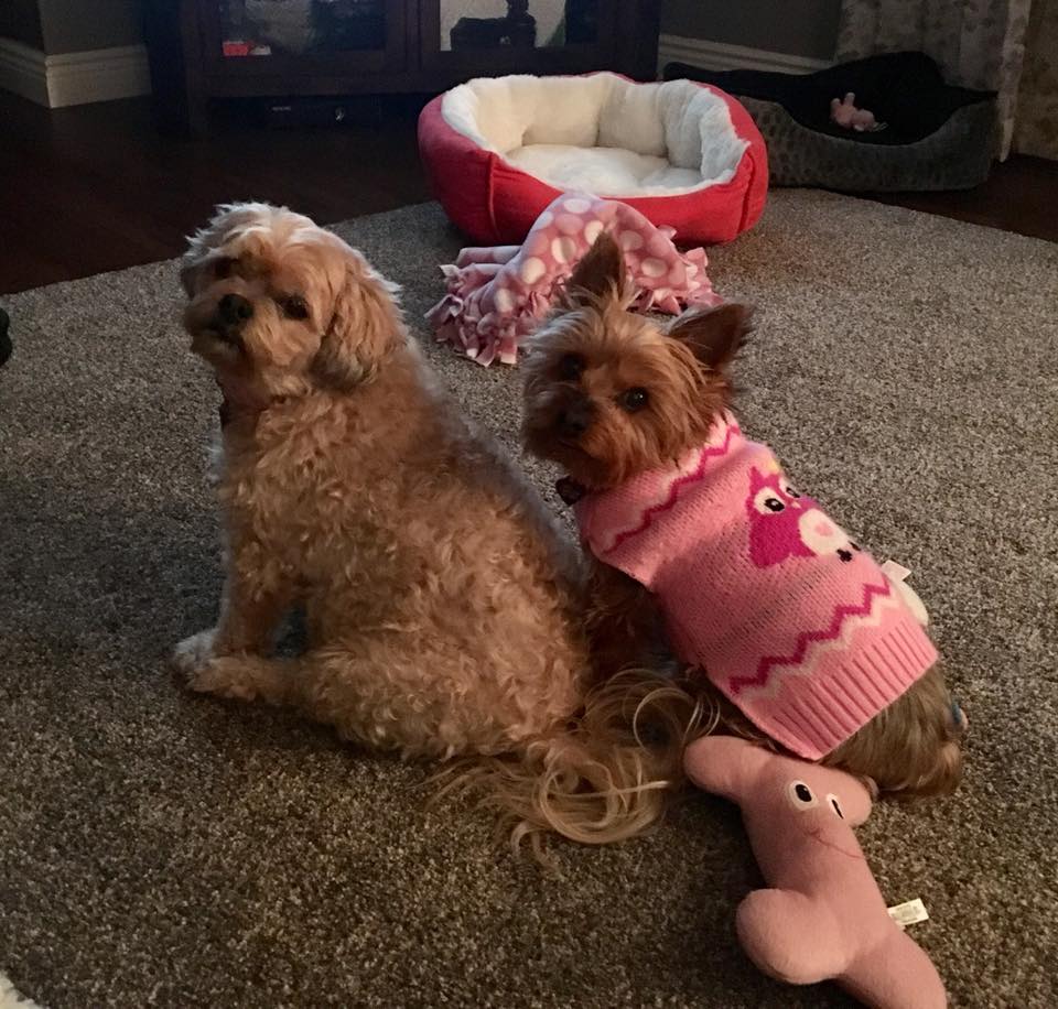 Two small dogs looking at the camera