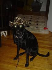 Black dog wearing a leopard print cowboy hat