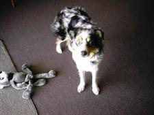 Dog playing with a toy