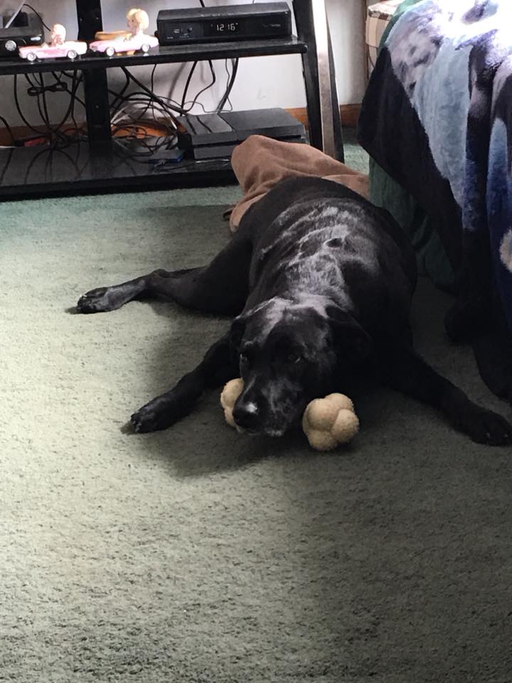 Dog laying on a couch