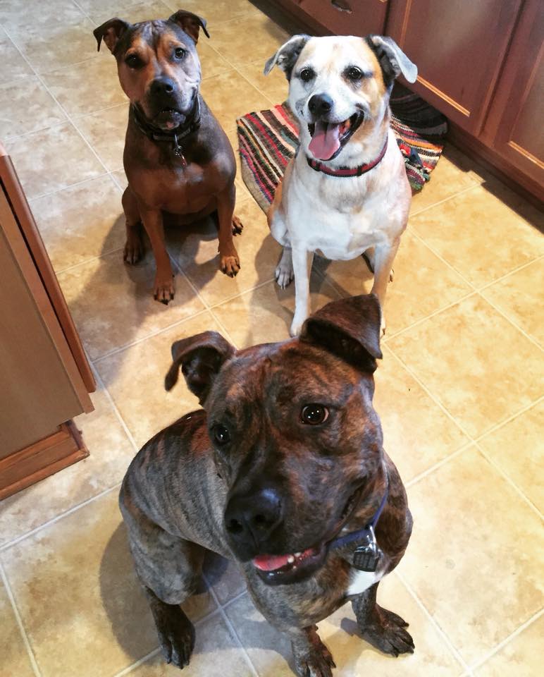Black dog laying in grass