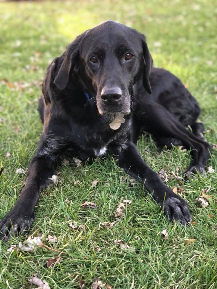 Black dog lying in grass