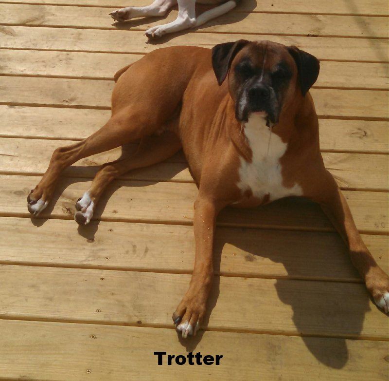 Remembering Beloved Pets 1