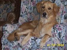 Remembering Beloved Pets 10