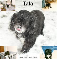 Remembering Beloved Pets 3