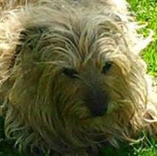 Remembering Beloved Pets 5