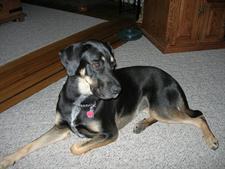 Remembering Beloved Pets 6