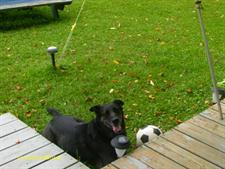 Remembering Beloved Pets 7