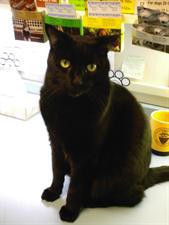 Remembering Beloved Pets 8