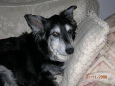 Remembering Beloved Pets 9