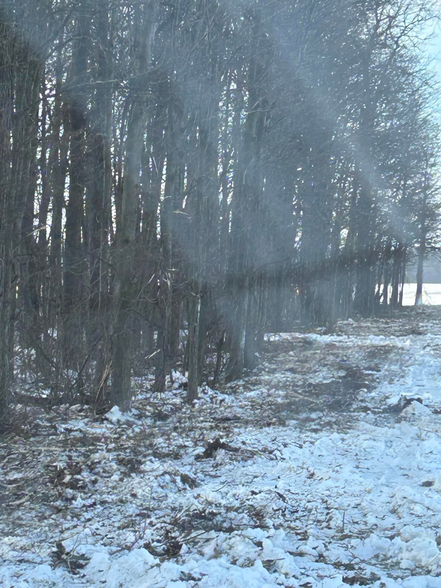Snowy woods with bare trees and a snow-covered path.