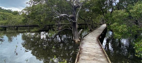 Old timber boardwalk through a dark and gloomy mangrove forest