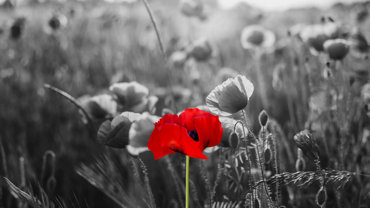 A black and white image of a poppy field with a single red flower.