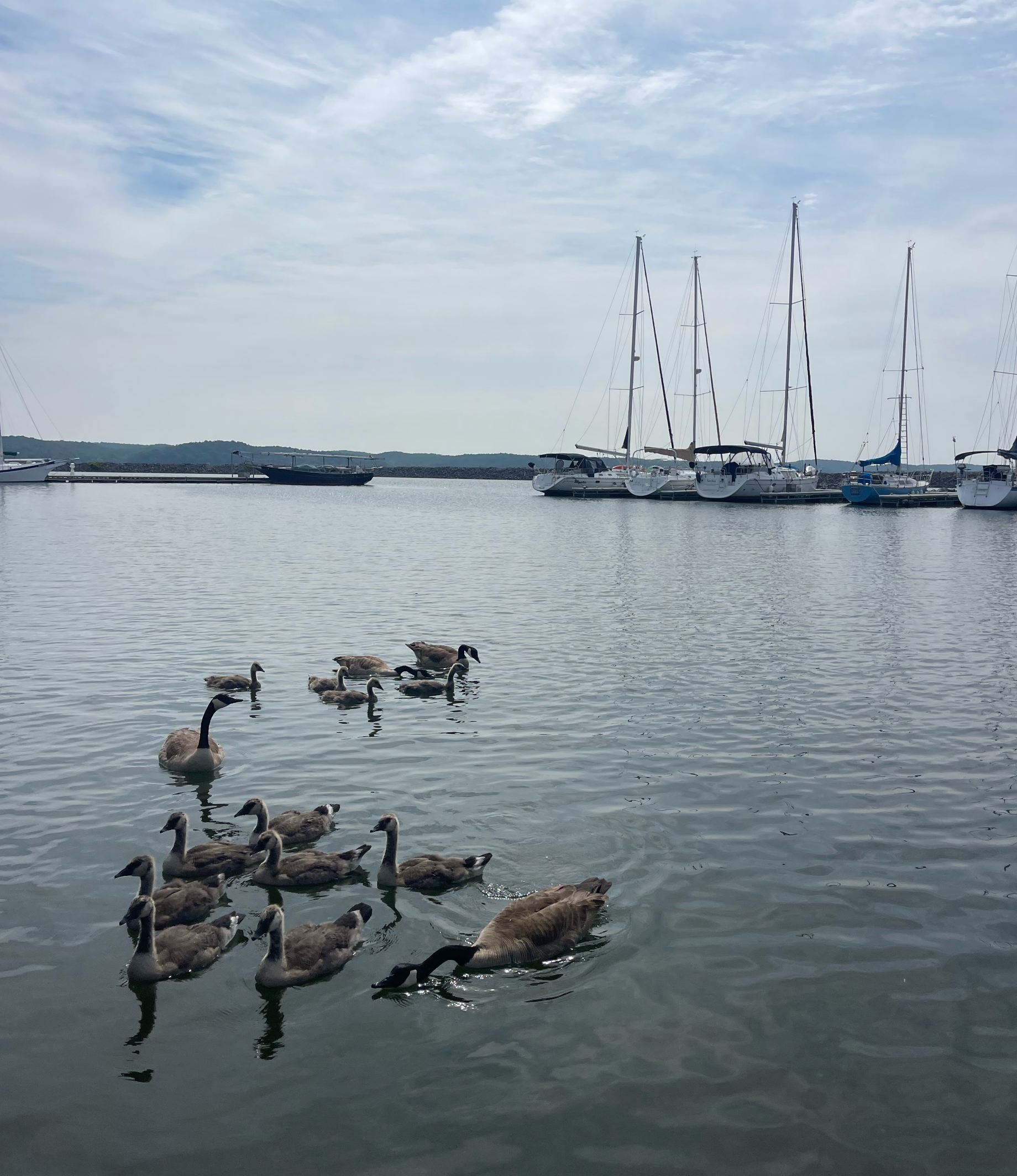 A group of ducks are swimming in a body of water with boats in the background
