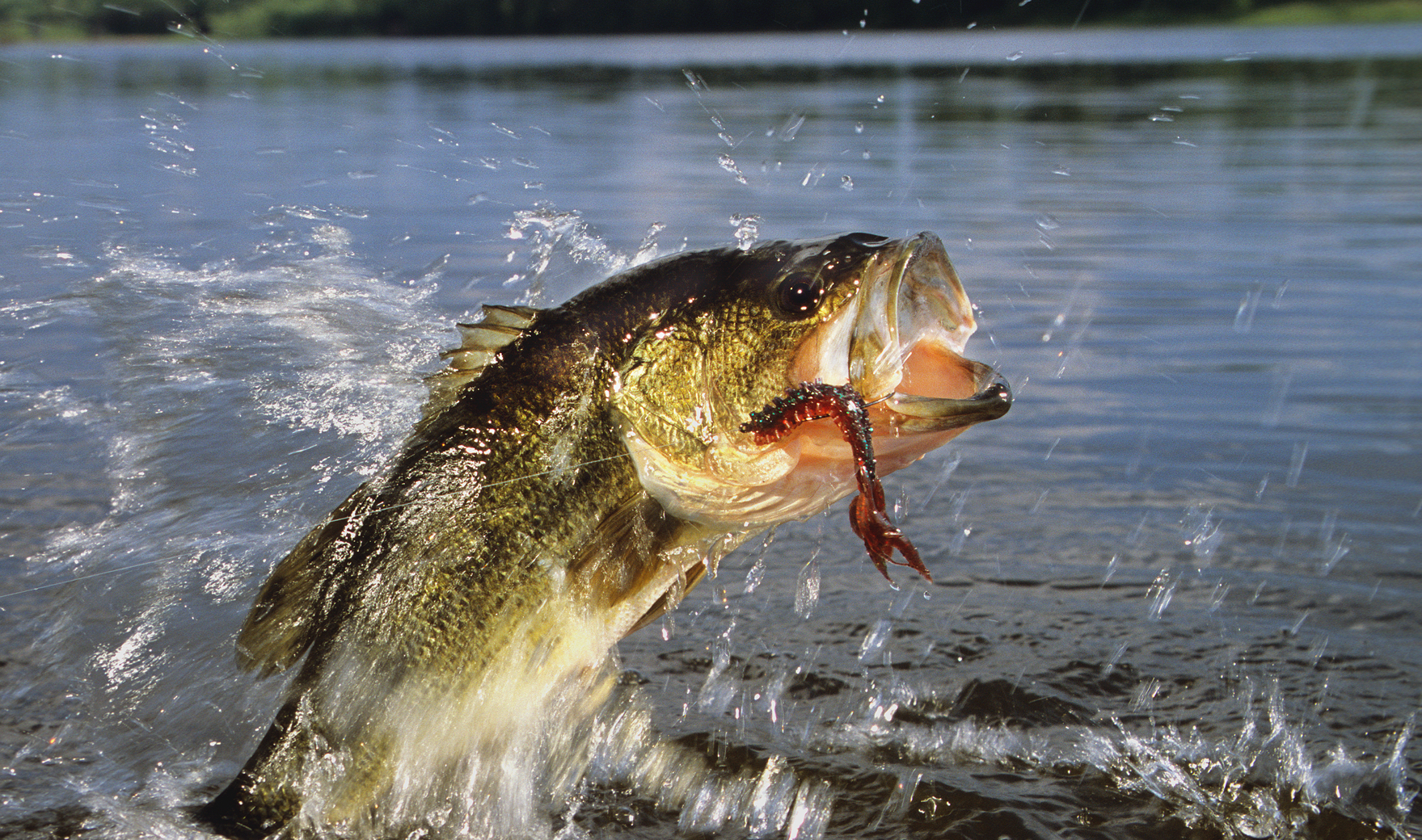A large fish is jumping out of the water with a worm in its mouth
